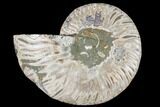 Agatized Ammonite Fossil (Half) - Crystal Chambers #88266-1